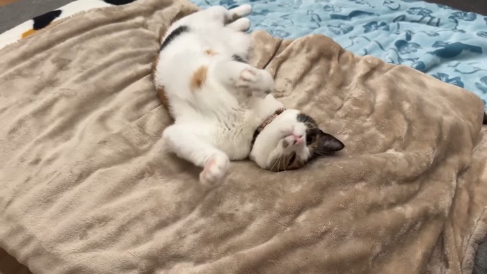 頭を擦りつけるように