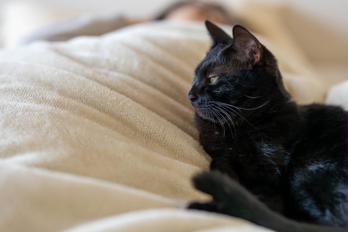 飼い主と一緒にベッドでくつろぐ猫