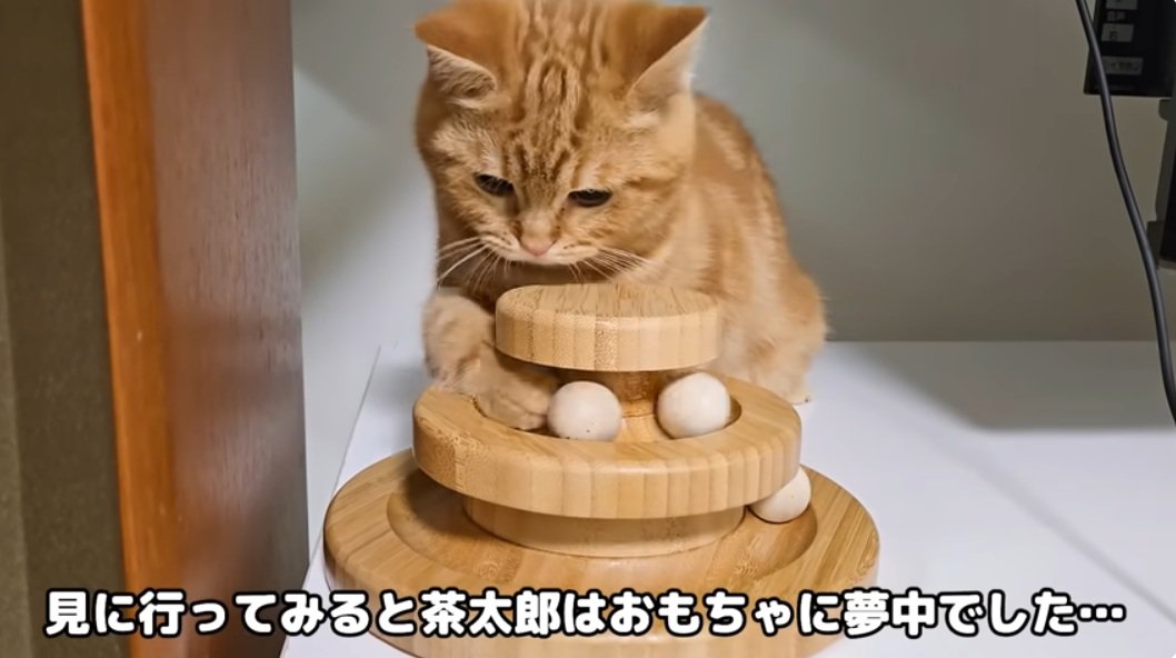 おもちゃで遊ぶ子猫