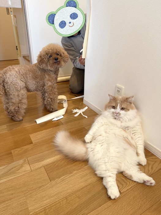 壁紙を直す飼い主の近くに座りこむ猫