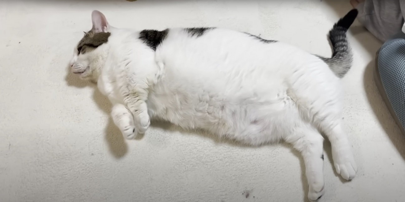 床に寝転がる豆大福くん