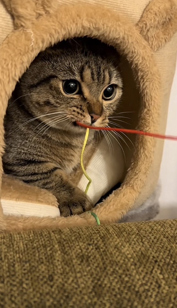 おもちゃを咥える猫の写真1