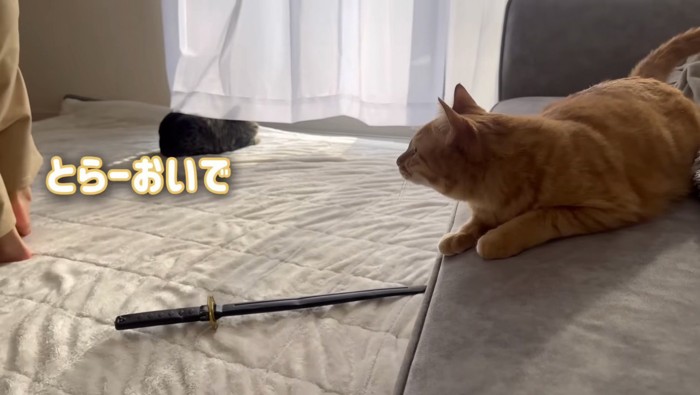 とらおいで！と呼ぶ娘さん