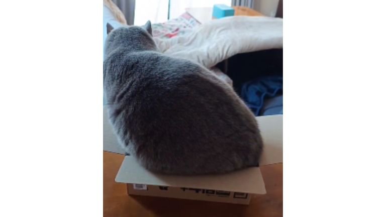 ダンボール箱に入ろうとする猫