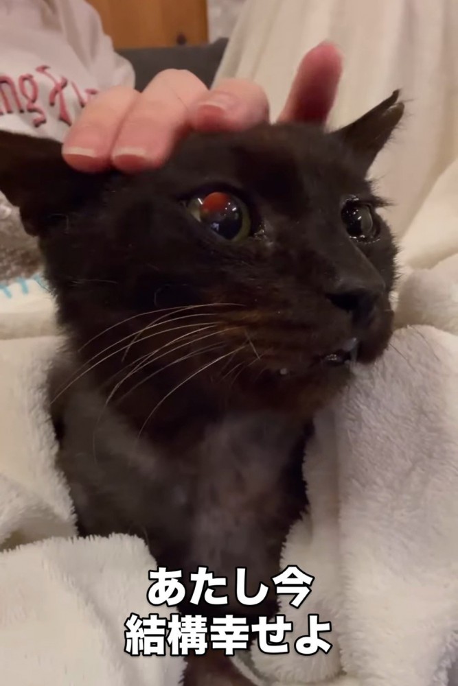 頭をなでられる猫