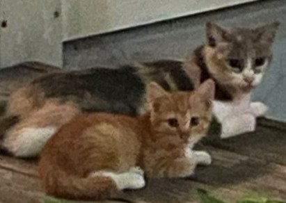 ママ猫と茶毛の子猫