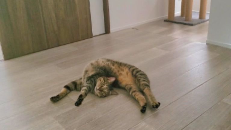 寝転がる猫