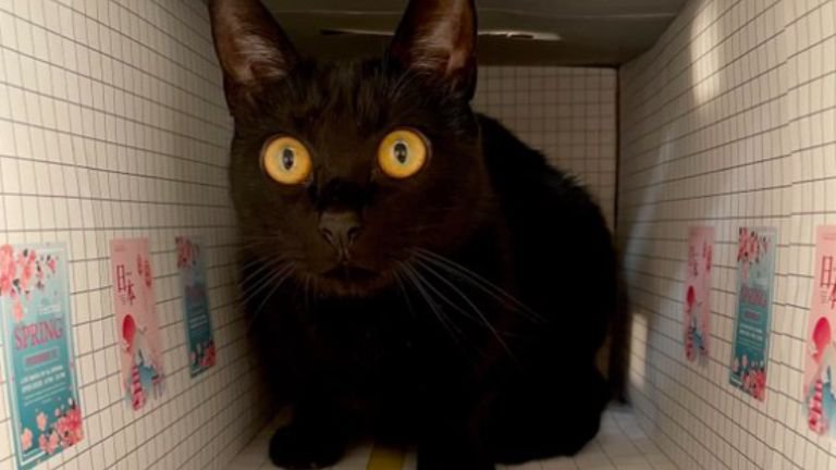 箱の中にいる猫