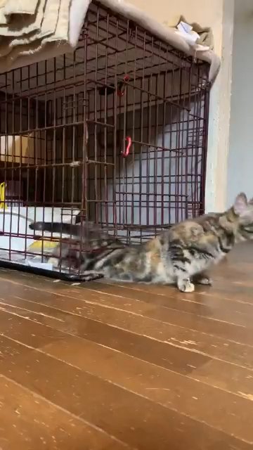 下半身をケージから出す猫