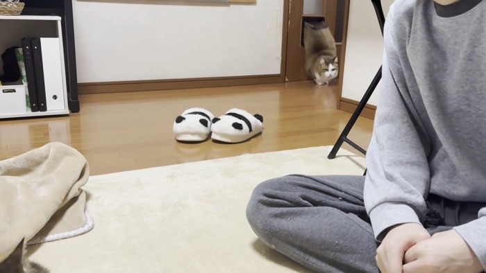 ペットドアから登場する茶白のハチワレ猫さん