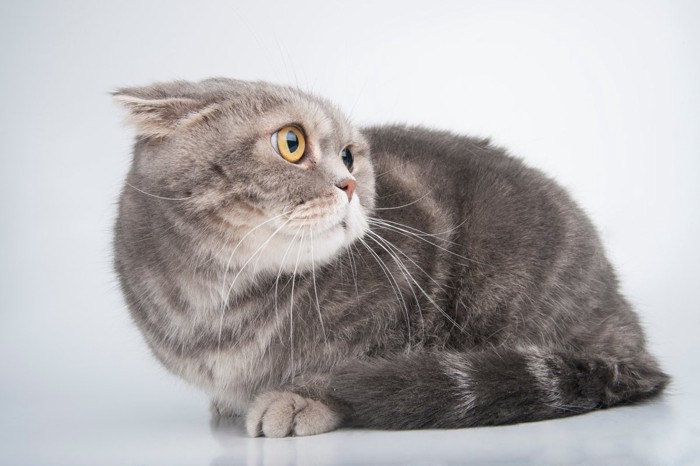 耳を伏せている猫