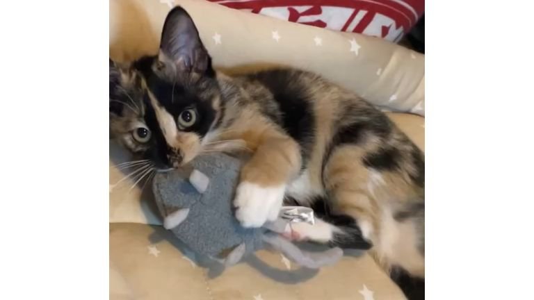 おもちゃで遊ぶ猫