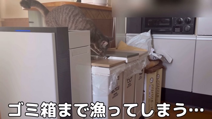 ゴミ箱の上に乗る猫