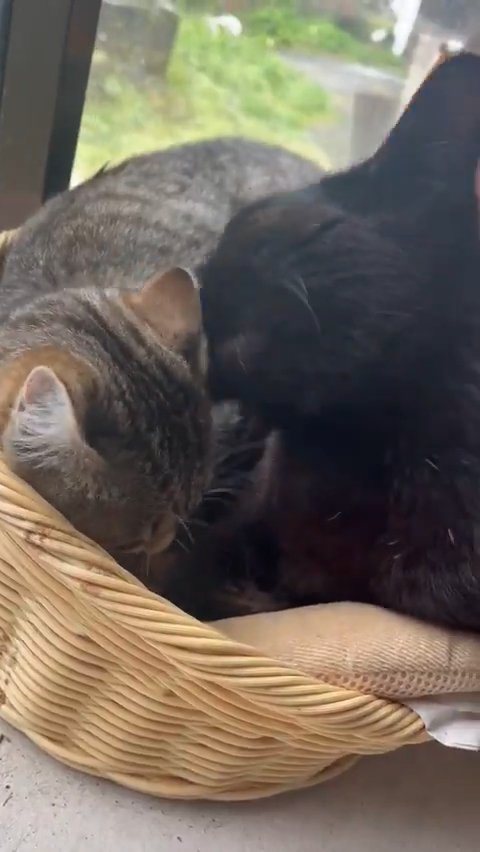 耳を毛づくろいされる猫