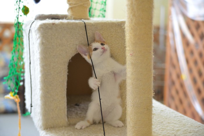 立ち上がっている猫