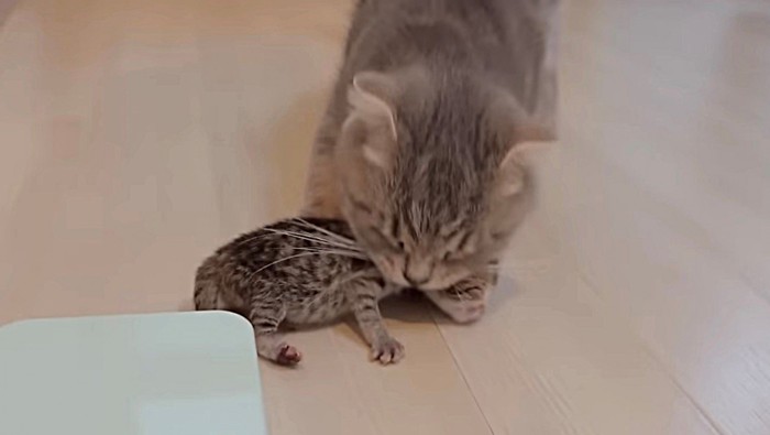 スケールから子猫を降ろした母猫