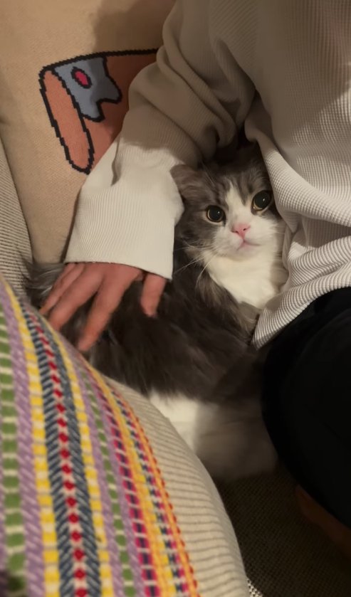 飼い主とソファの隙間にめりこんでいるカメラ目線の長毛猫