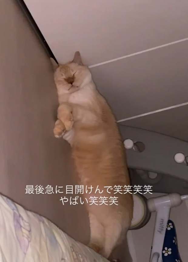 眠っているここちゃん