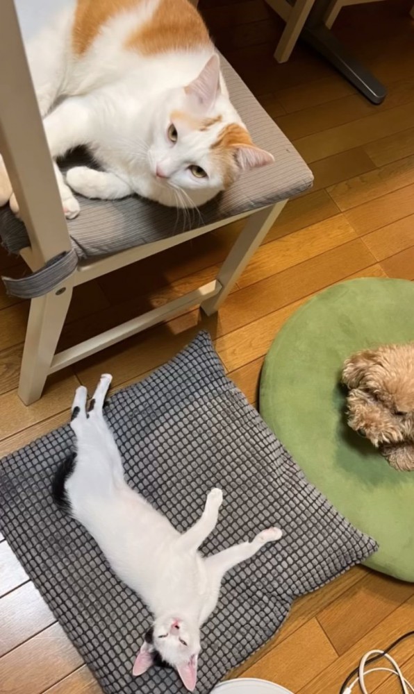 一緒に寝転ぶ猫と犬