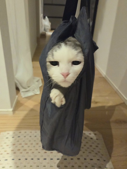 袋の中に入って伏し目になるシルバー柄の猫