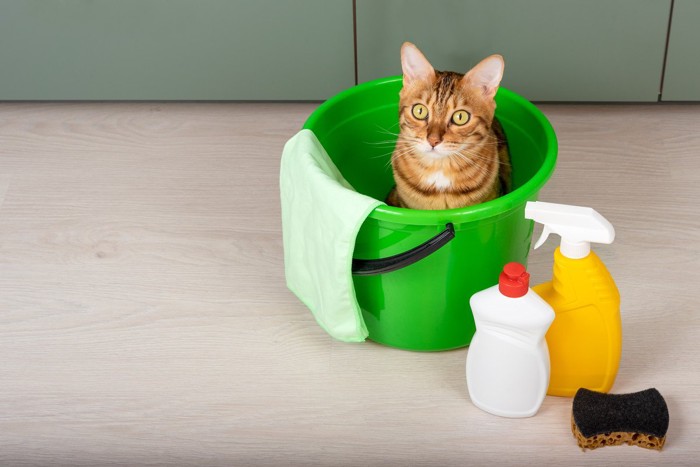 バケツに入っている猫