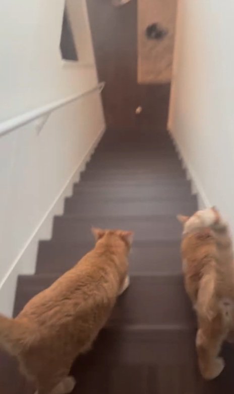階段を下りようとする猫