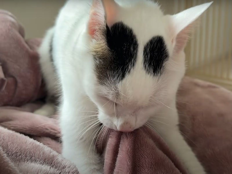 ふみふみする猫