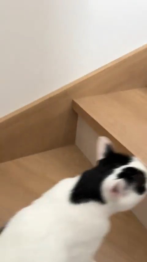 階段を上る猫