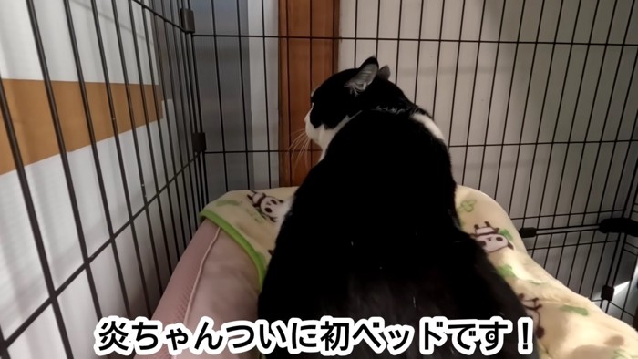 冬山に捨てられ、『ひとりぼっちだった猫』→2年間のお世話の末