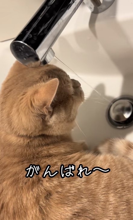 蛇口から出ている水を眺める猫