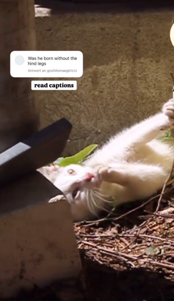 グルーミングする猫2