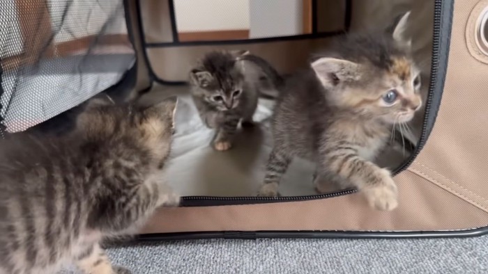 ケージに集合するキジトラ子猫