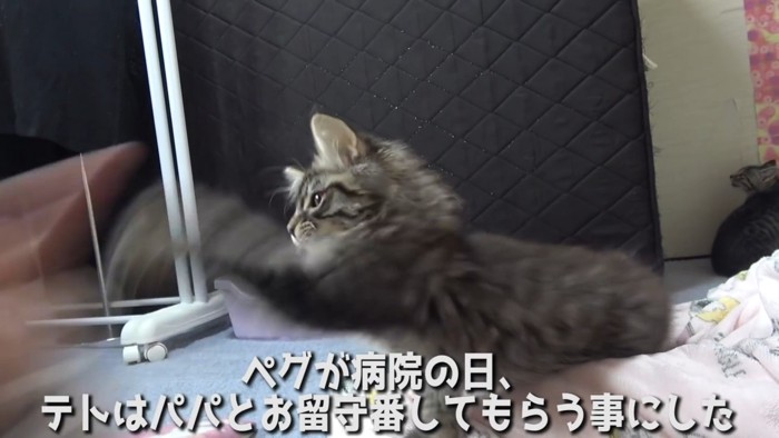 じゃれる子猫