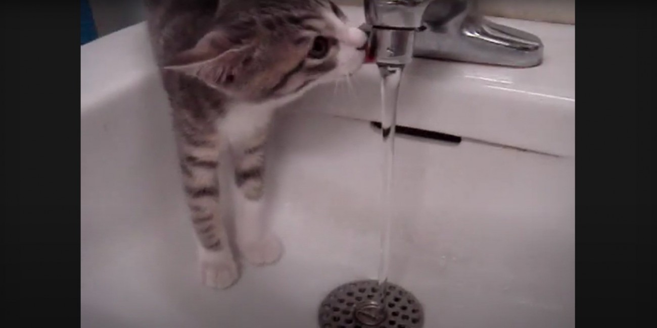 水を飲むモアレちゃん