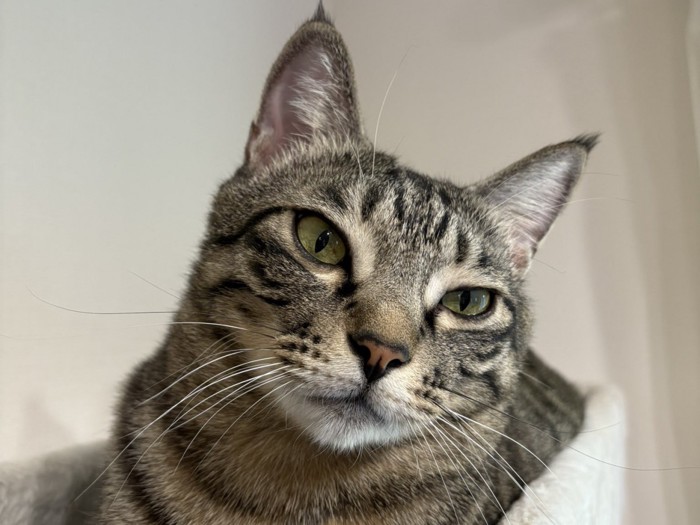 猫の顔のアップ