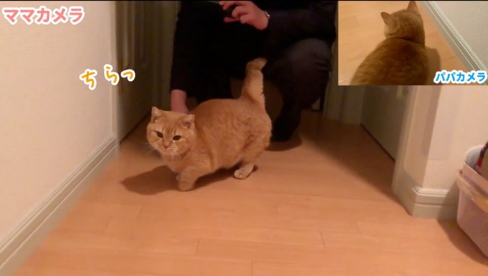 遠くから女性を見つめる猫