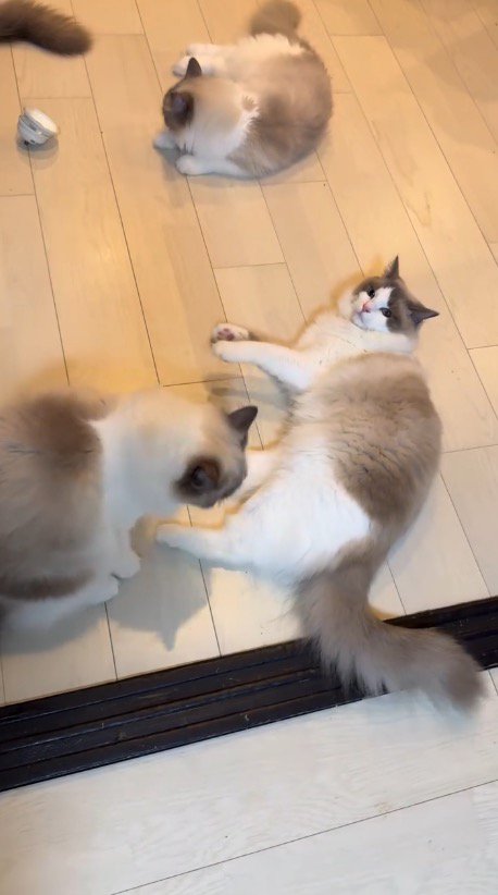 床の上でくつろぐ4頭の猫