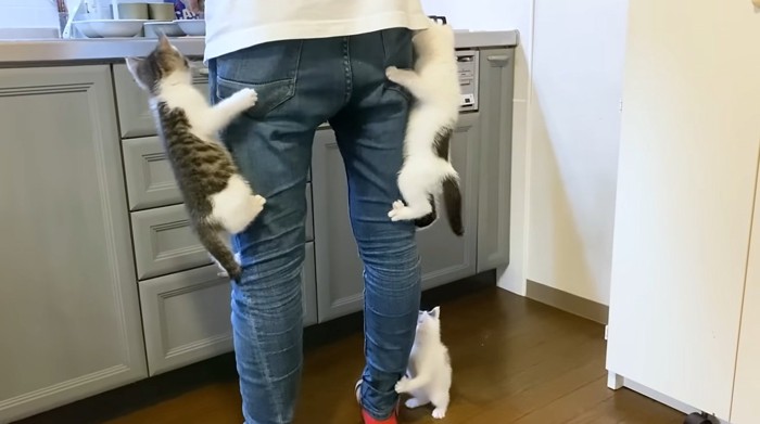 飼い主のズボンにしがみつく子猫達