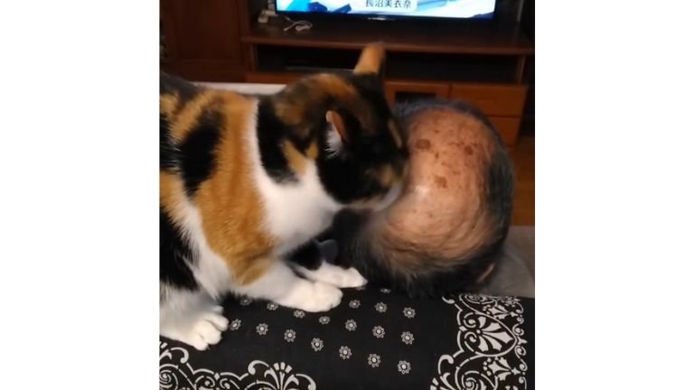 男性を舐める猫