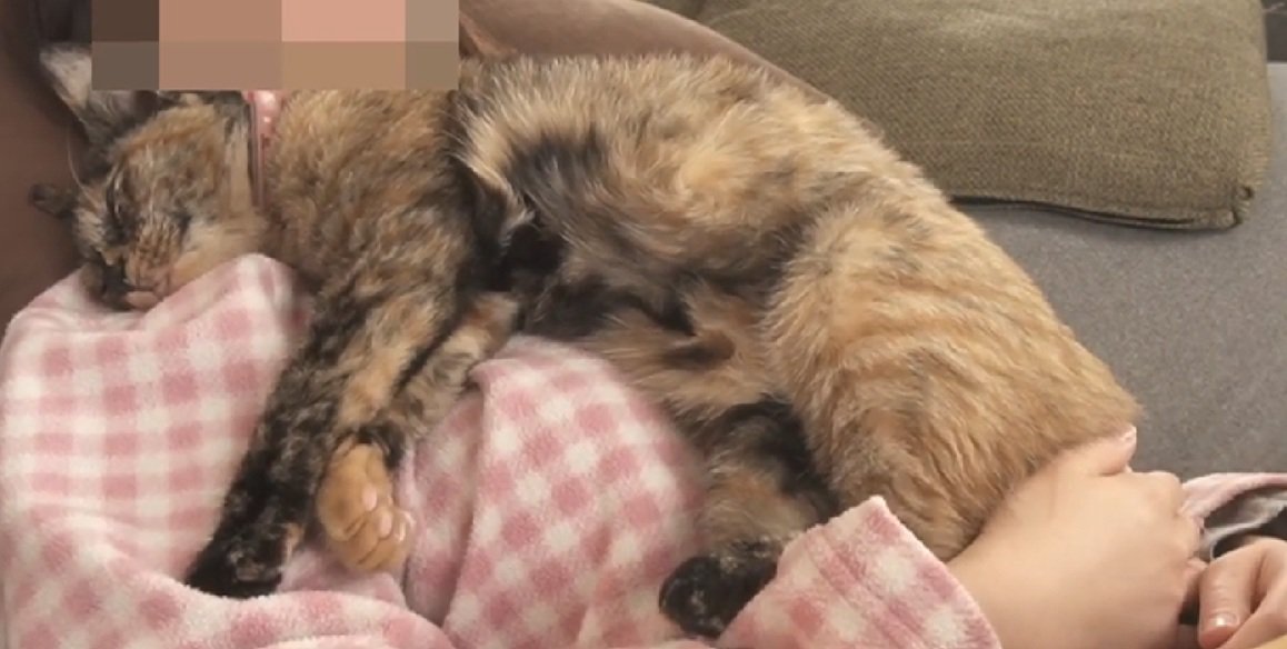 寝る猫