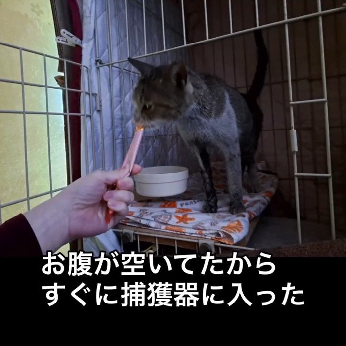 おやつを食べる猫