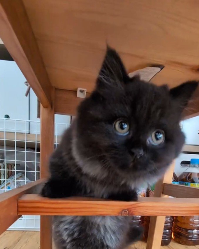 黒猫アップ