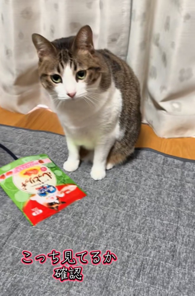 正面から飼い主を見つめる猫