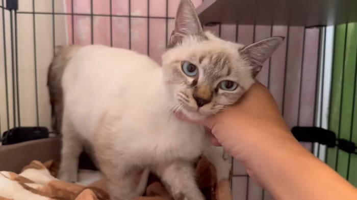 チャレンジ成功でなでてもらうおシャム