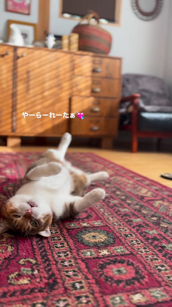 仰向けになる猫