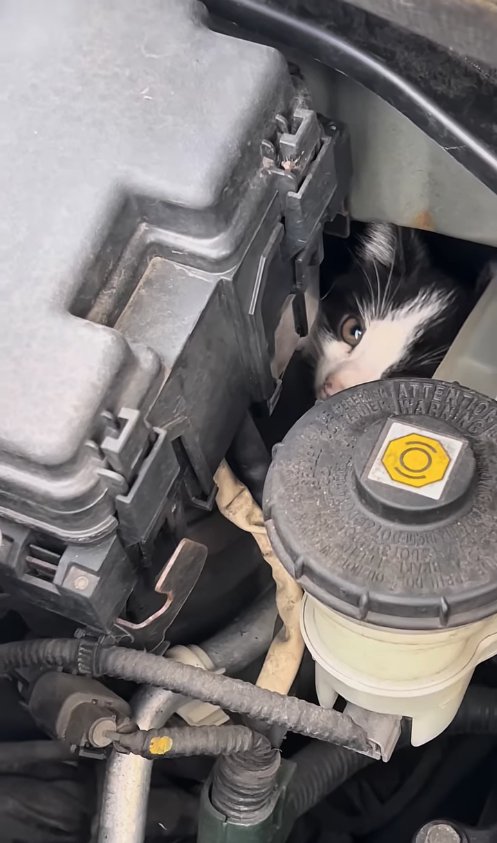 エンジンルームの隙間から顔を覗かせる子猫