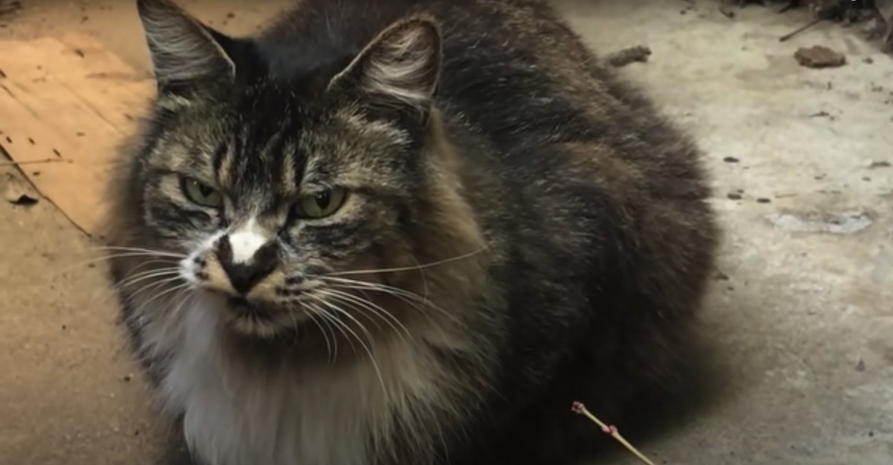 香箱座りをしてカメラを見つめる猫