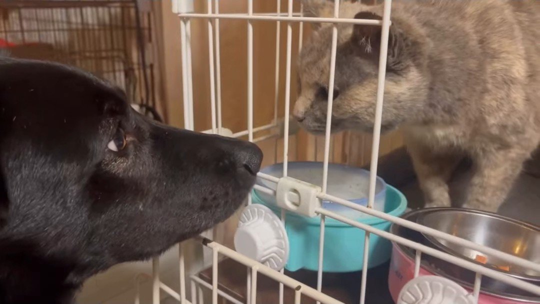 犬と向かい合う猫