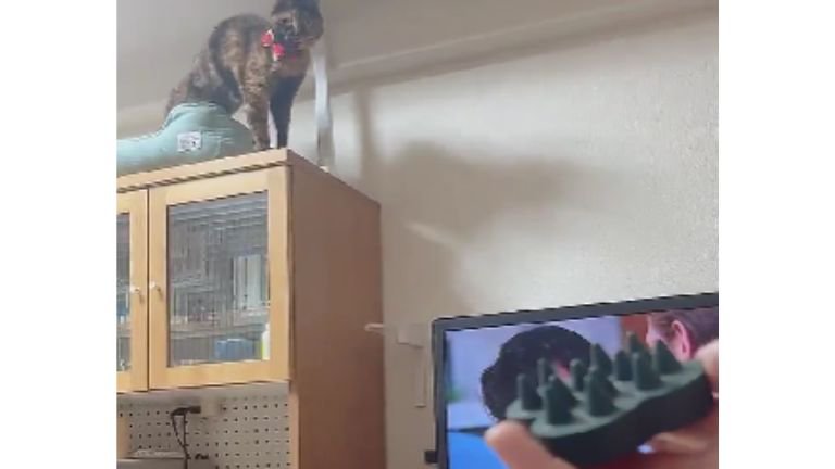 棚の上にいる猫