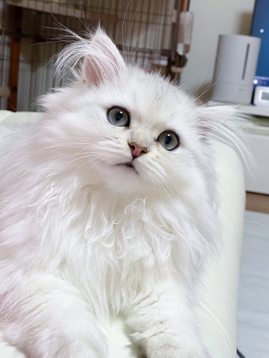 耳毛が長い猫